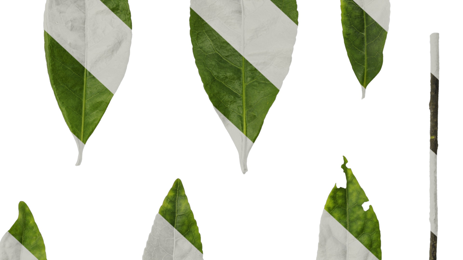 Anydrafts Elaeocarpus sylvestris Leaf 01 Texture_6