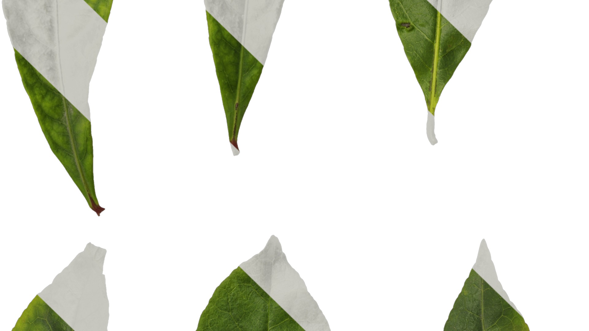 Anydrafts Elaeocarpus sylvestris Leaf 01 Texture_3