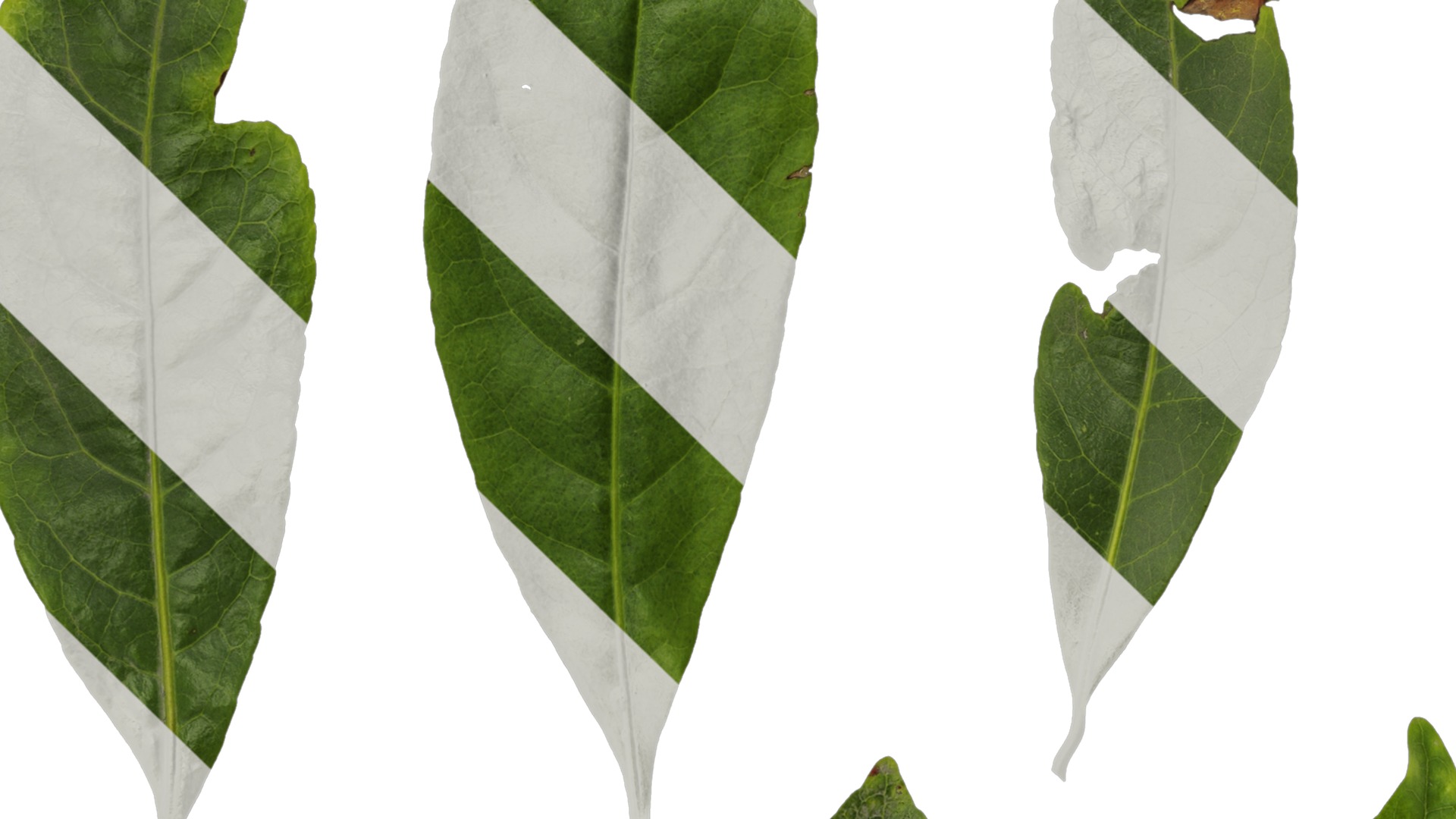 Anydrafts Elaeocarpus sylvestris Leaf 01 Texture_5