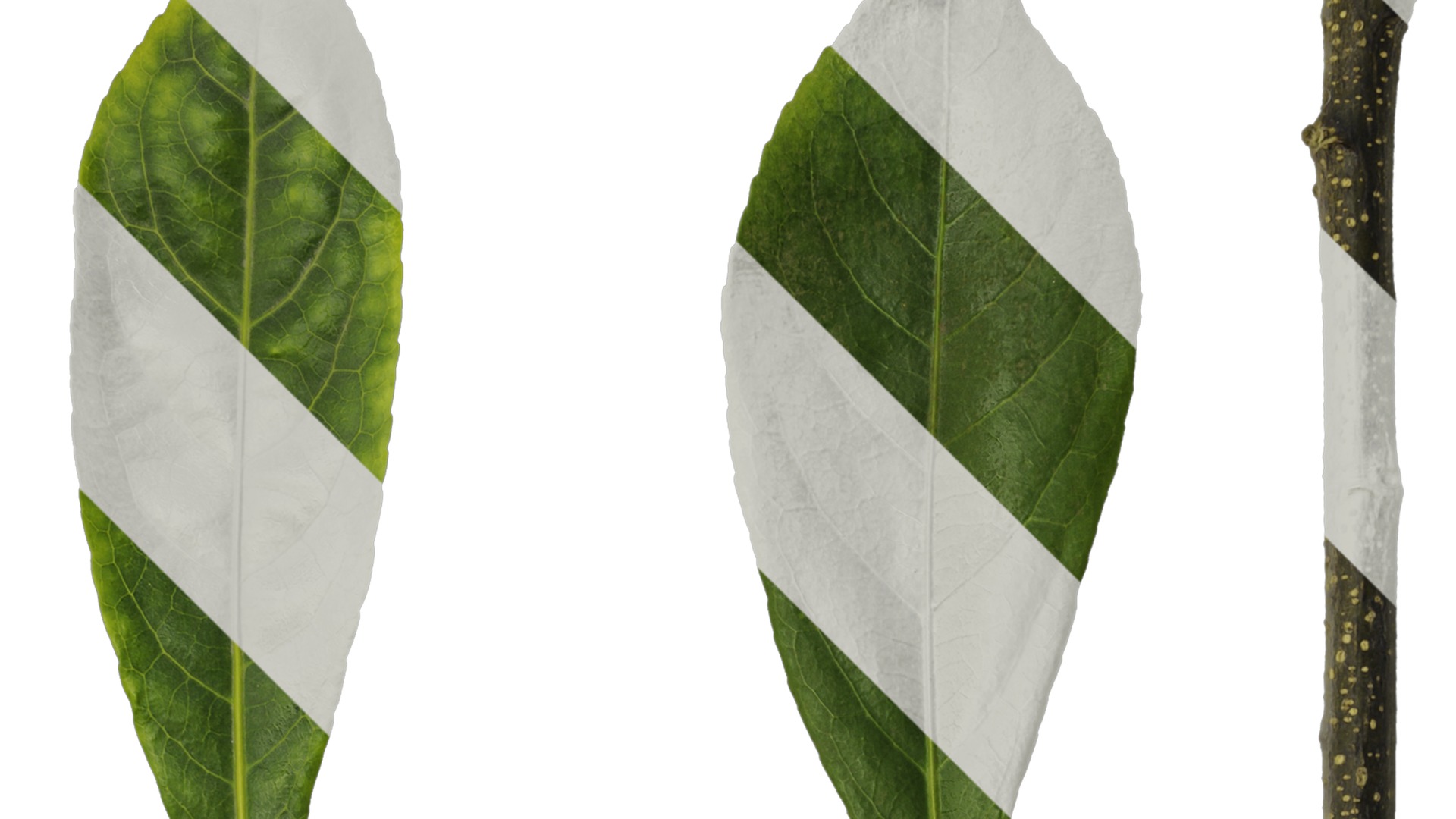 Anydrafts Elaeocarpus sylvestris Leaf 01 Texture_2