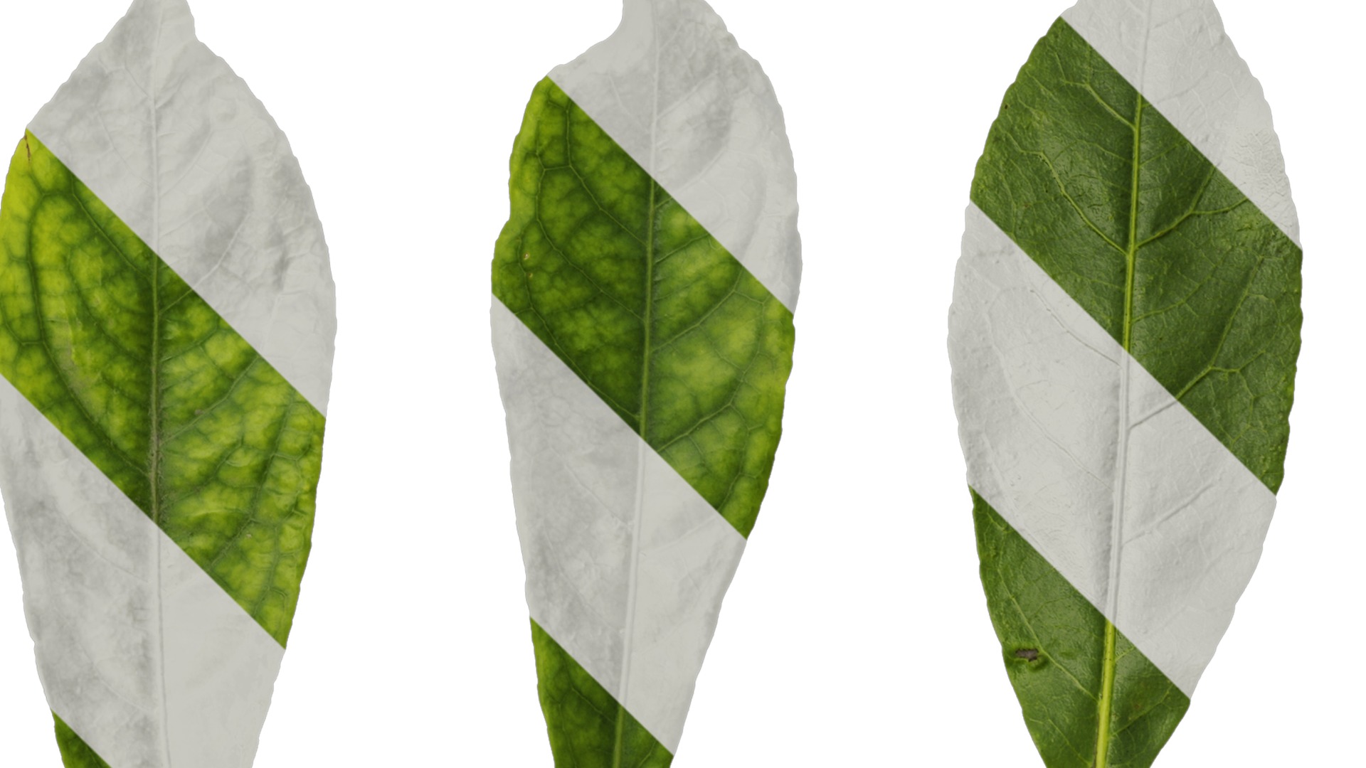 Anydrafts Elaeocarpus sylvestris Leaf 01 Texture_1