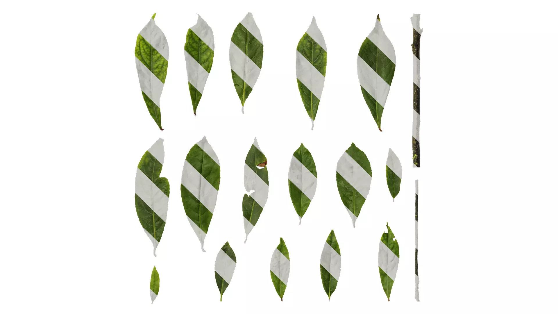 Anydrafts Elaeocarpus sylvestris Leaf 01 Texture_0