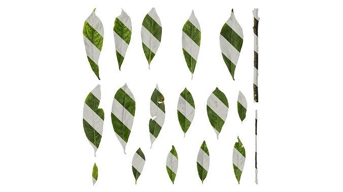 Anydrafts Elaeocarpus sylvestris Leaf 01 Texture