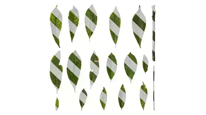 Anydrafts Elaeocarpus sylvestris Leaf 01