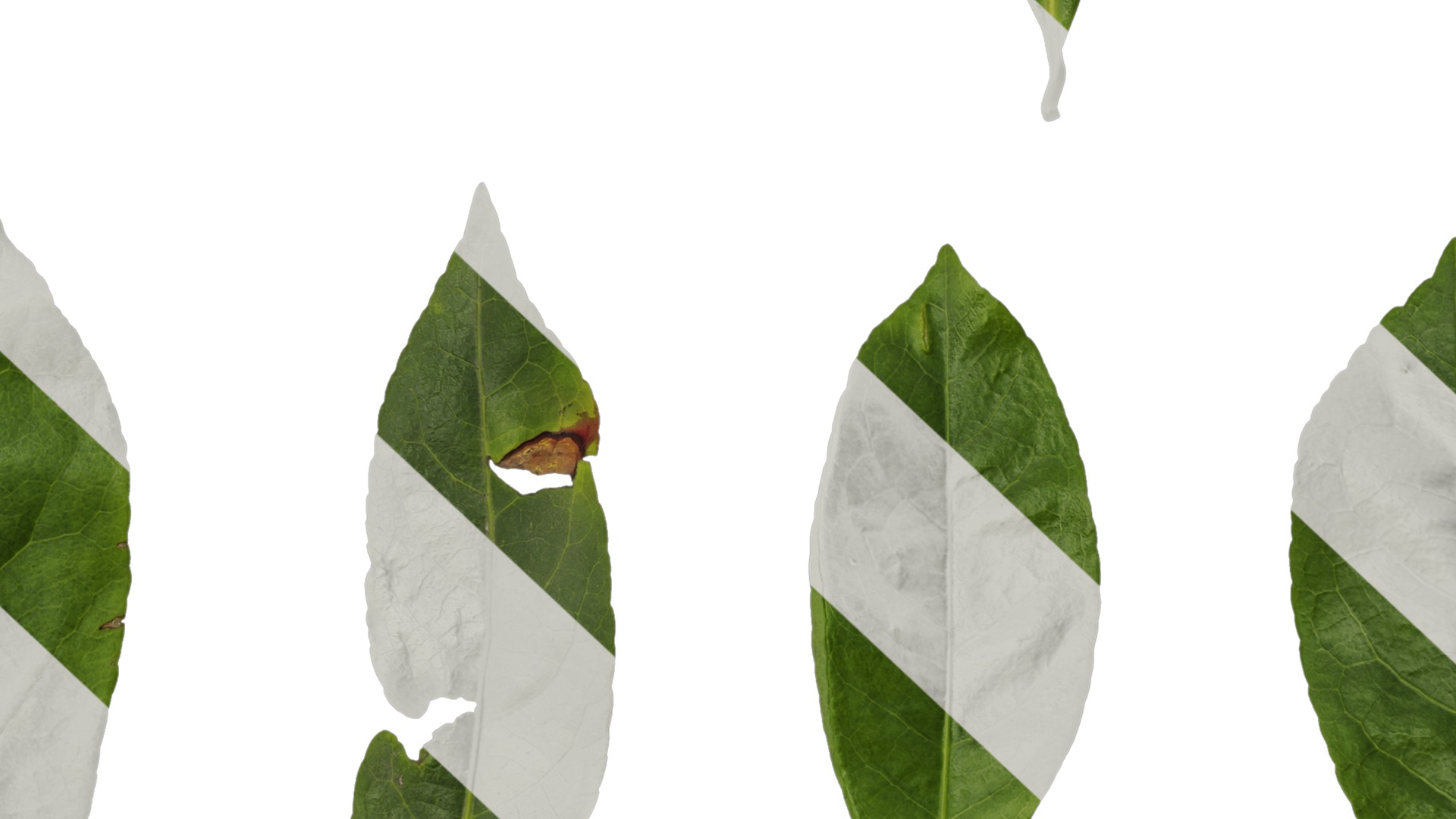 Anydrafts Elaeocarpus sylvestris Leaf 01 Texture_7