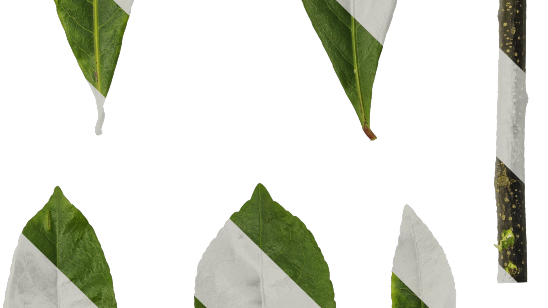 Anydrafts Elaeocarpus sylvestris Leaf 01 Texture_4