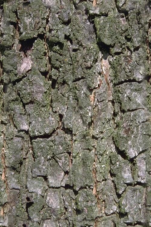 Backyard Landscape Design 3D model_28