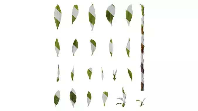 Anydrafts Elaeocarpus sylvestris Leaf 03