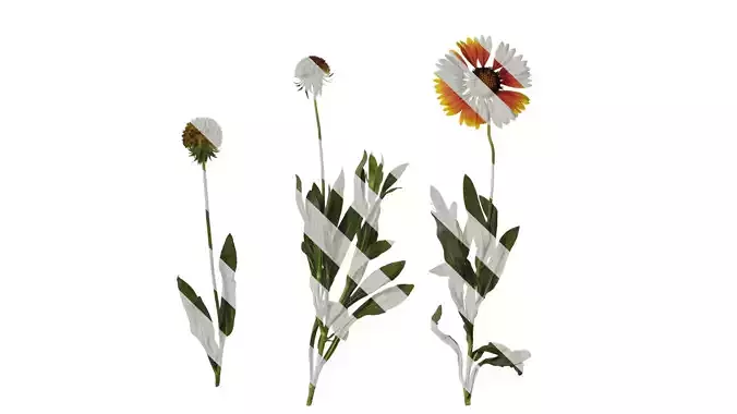 Anydrafts Gaillardia pulchella Atlas 06