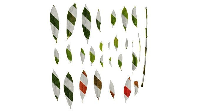 Anydrafts Elaeocarpus sylvestris Leaf 05 Texture
