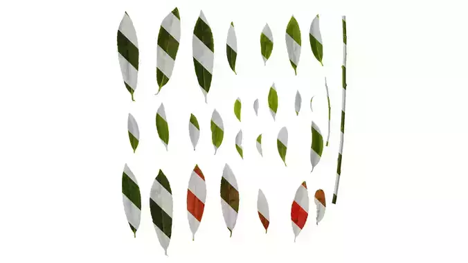 Anydrafts Elaeocarpus sylvestris Leaf 05