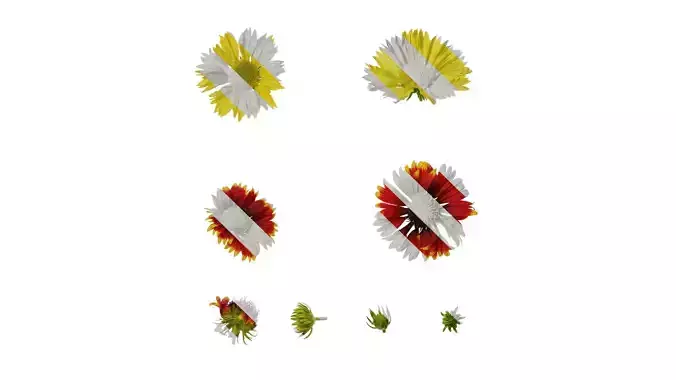 Anydrafts Gaillardia pulchella Flower 01