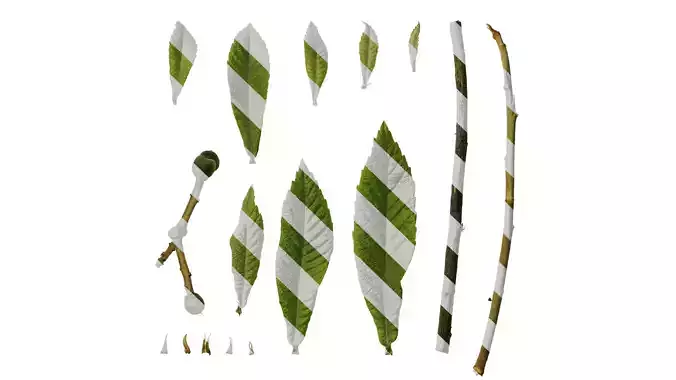 Anydrafts Eriobotrya japonica Atlas 01