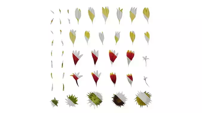 Anydrafts Gaillardia pulchella Flower 02