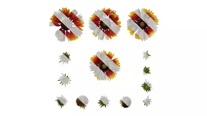 Anydrafts Gaillardia pulchella Flower 03