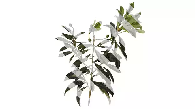 Anydrafts Eriobotrya japonica Atlas 03