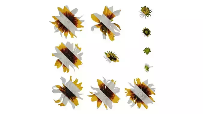 Anydrafts Gaillardia pulchella Flower 04