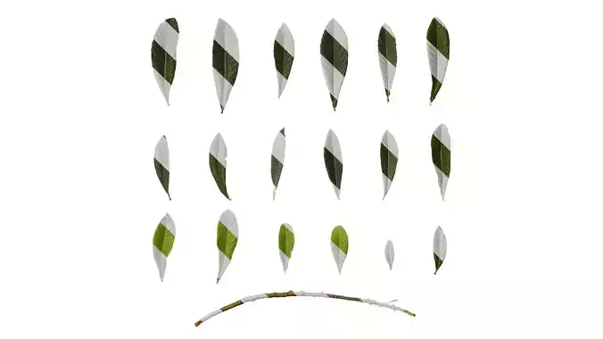 Anydrafts Eriobotrya japonica Atlas 05