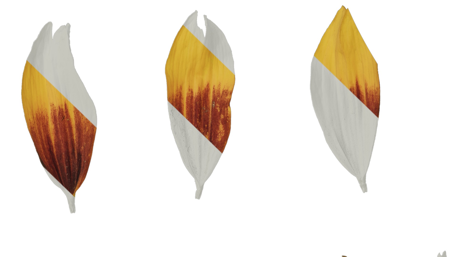 Anydrafts Gaillardia pulchella Flower 05 Texture_1