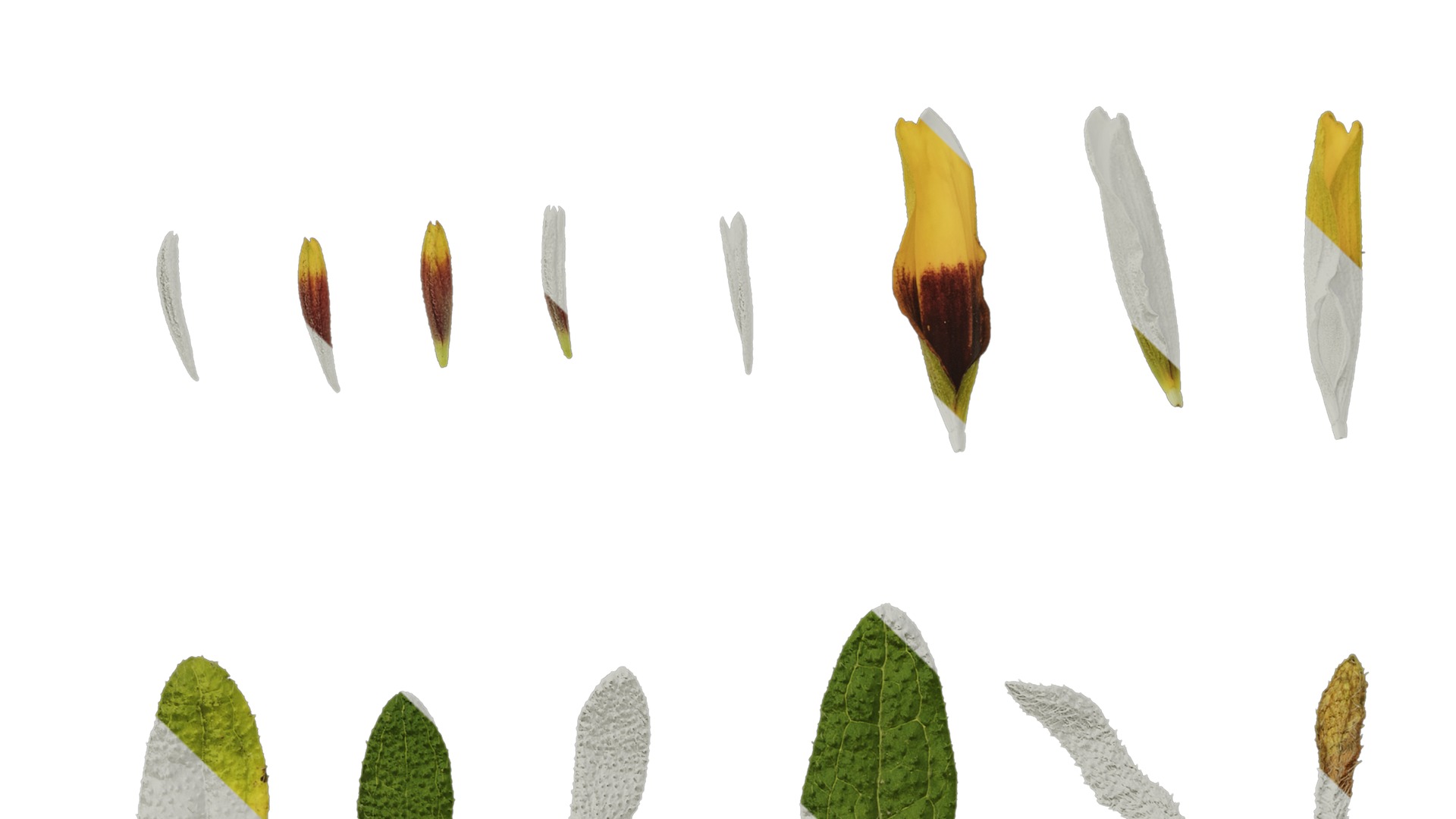 Anydrafts Gaillardia pulchella Flower 05 Texture_5