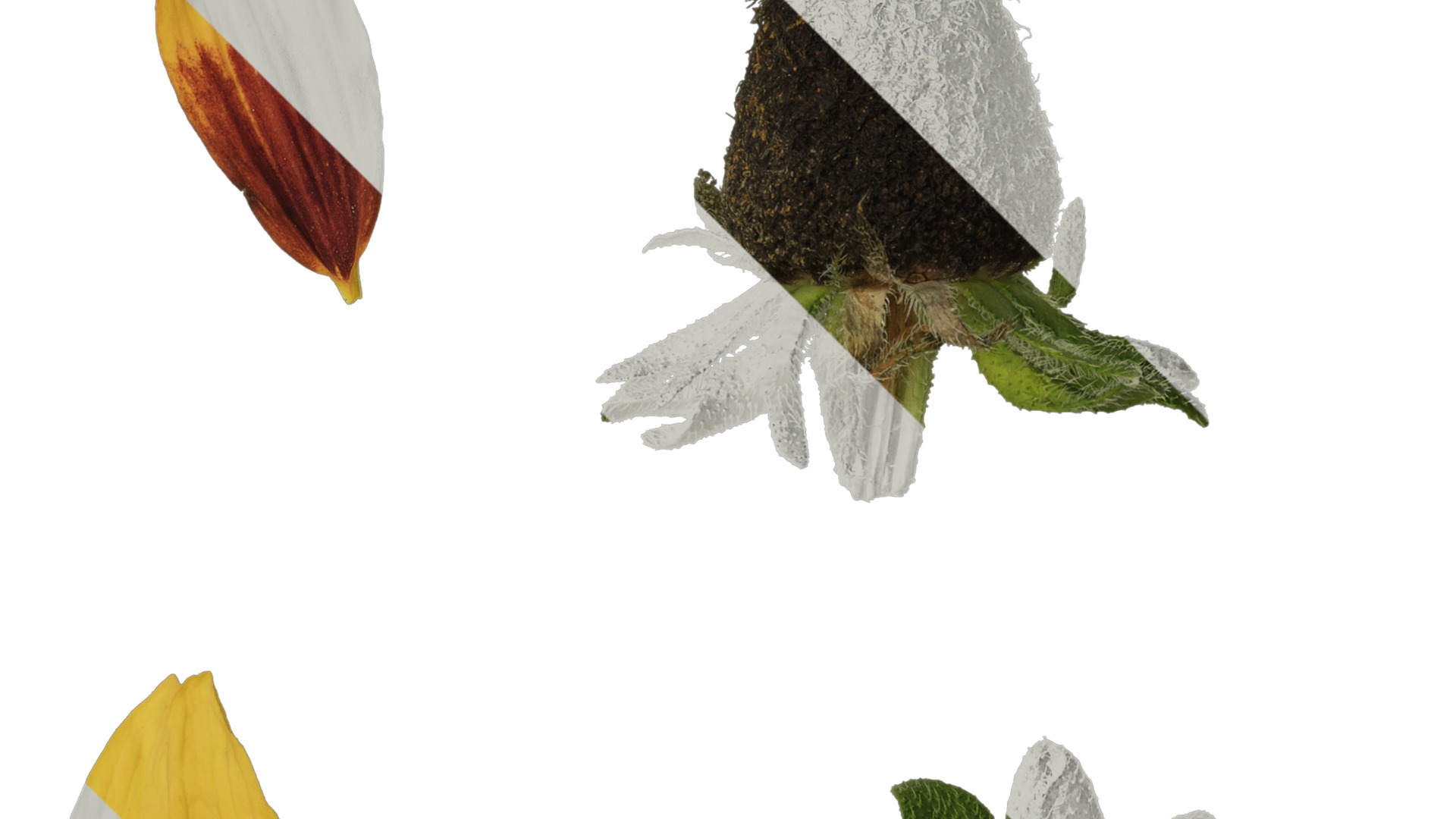 Anydrafts Gaillardia pulchella Flower 05 Texture_2