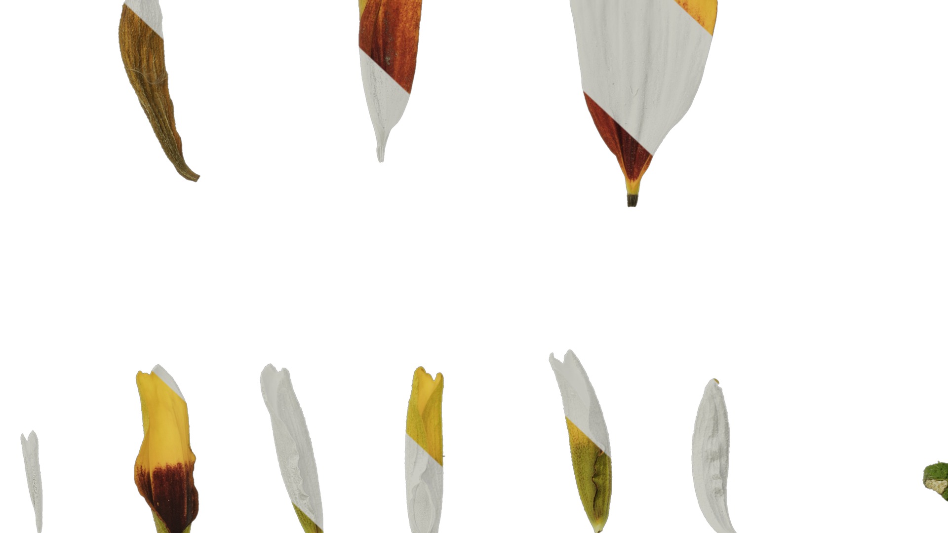 Anydrafts Gaillardia pulchella Flower 05 Texture_7