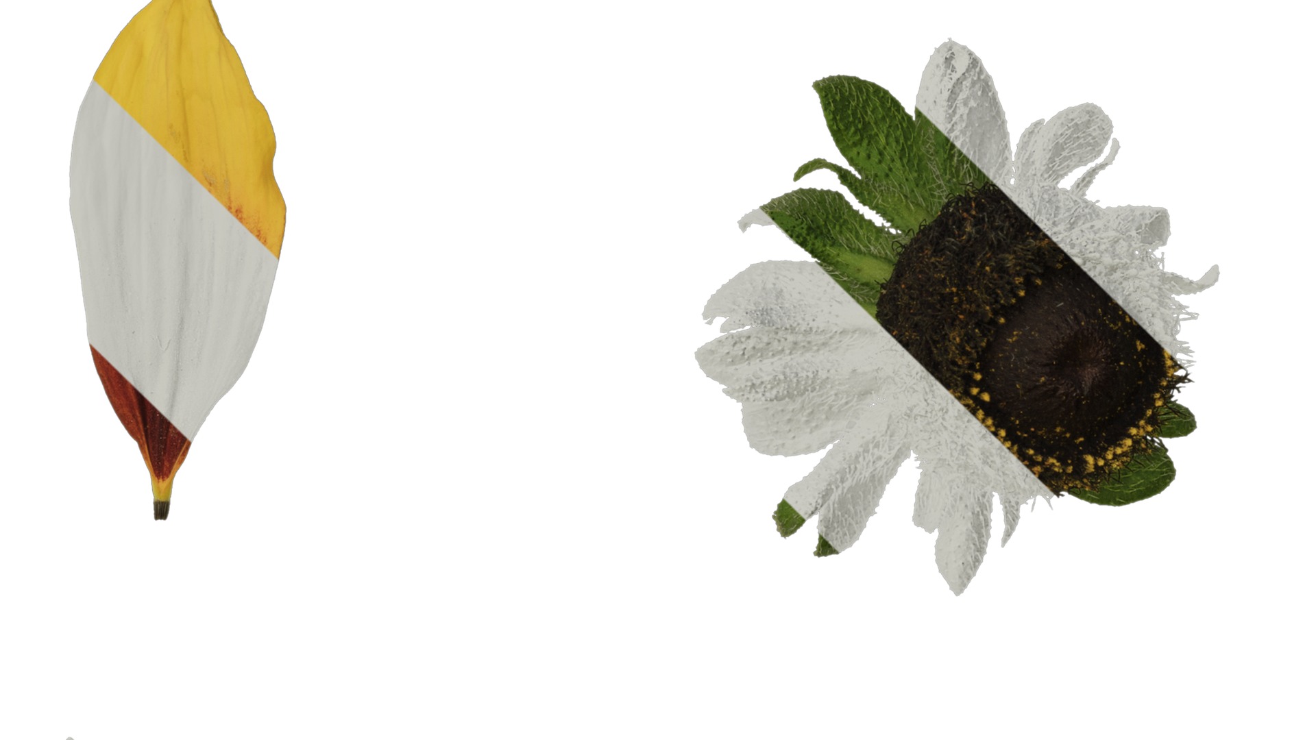 Anydrafts Gaillardia pulchella Flower 05 Texture_4