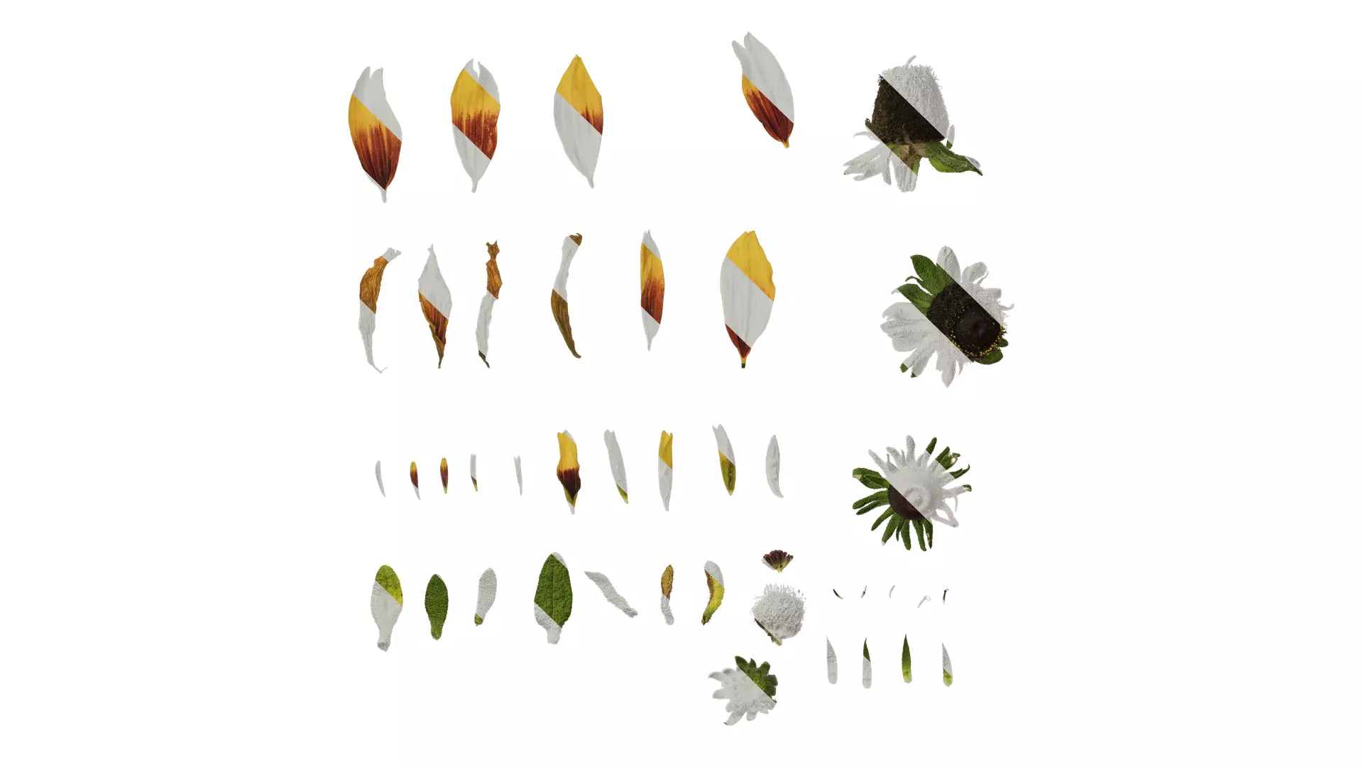 Anydrafts Gaillardia pulchella Flower 05 Texture_0