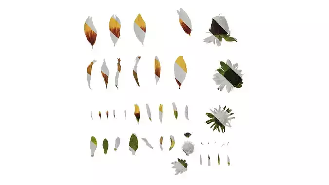 Anydrafts Gaillardia pulchella Flower 05