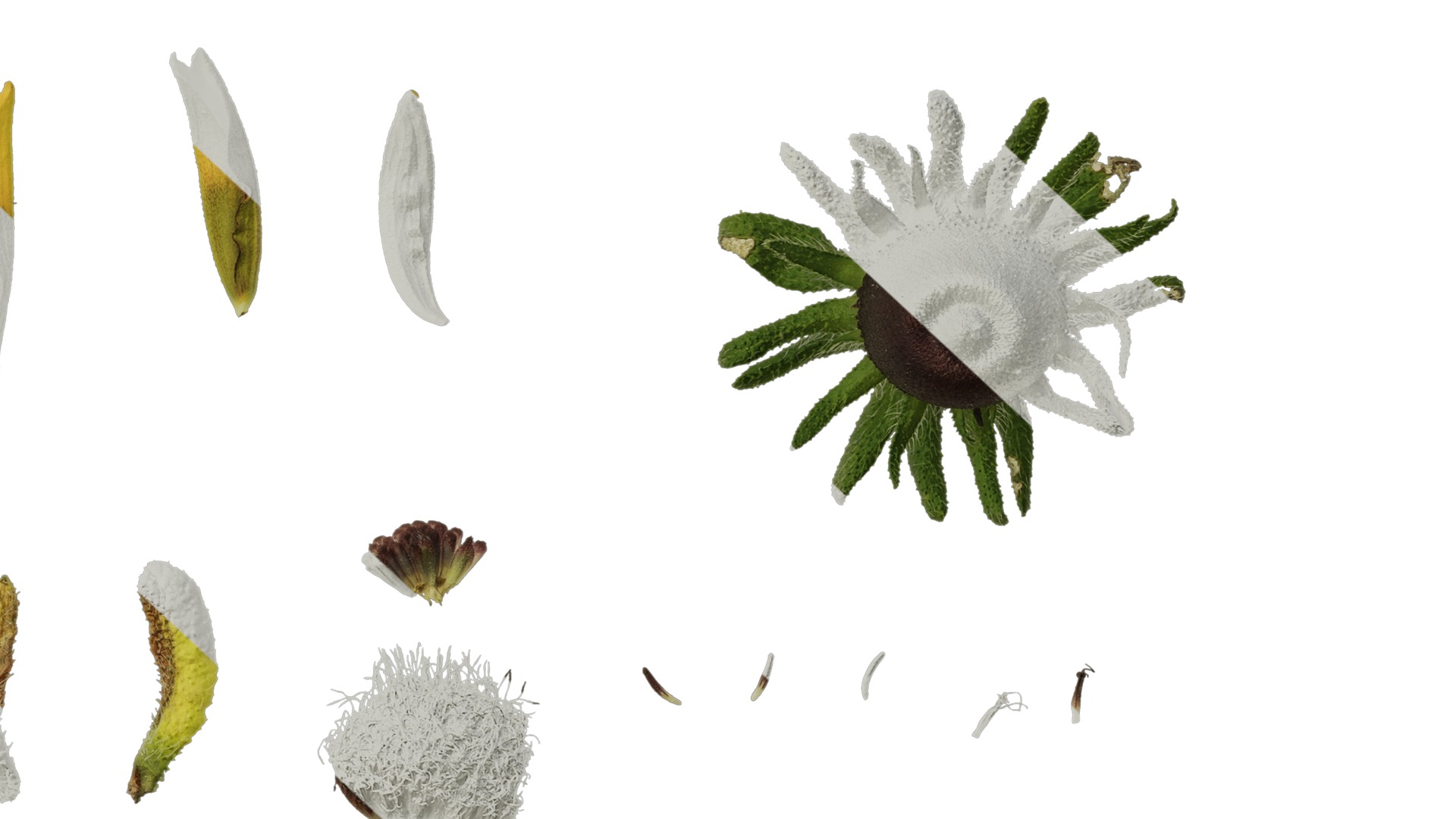 Anydrafts Gaillardia pulchella Flower 05 Texture_6