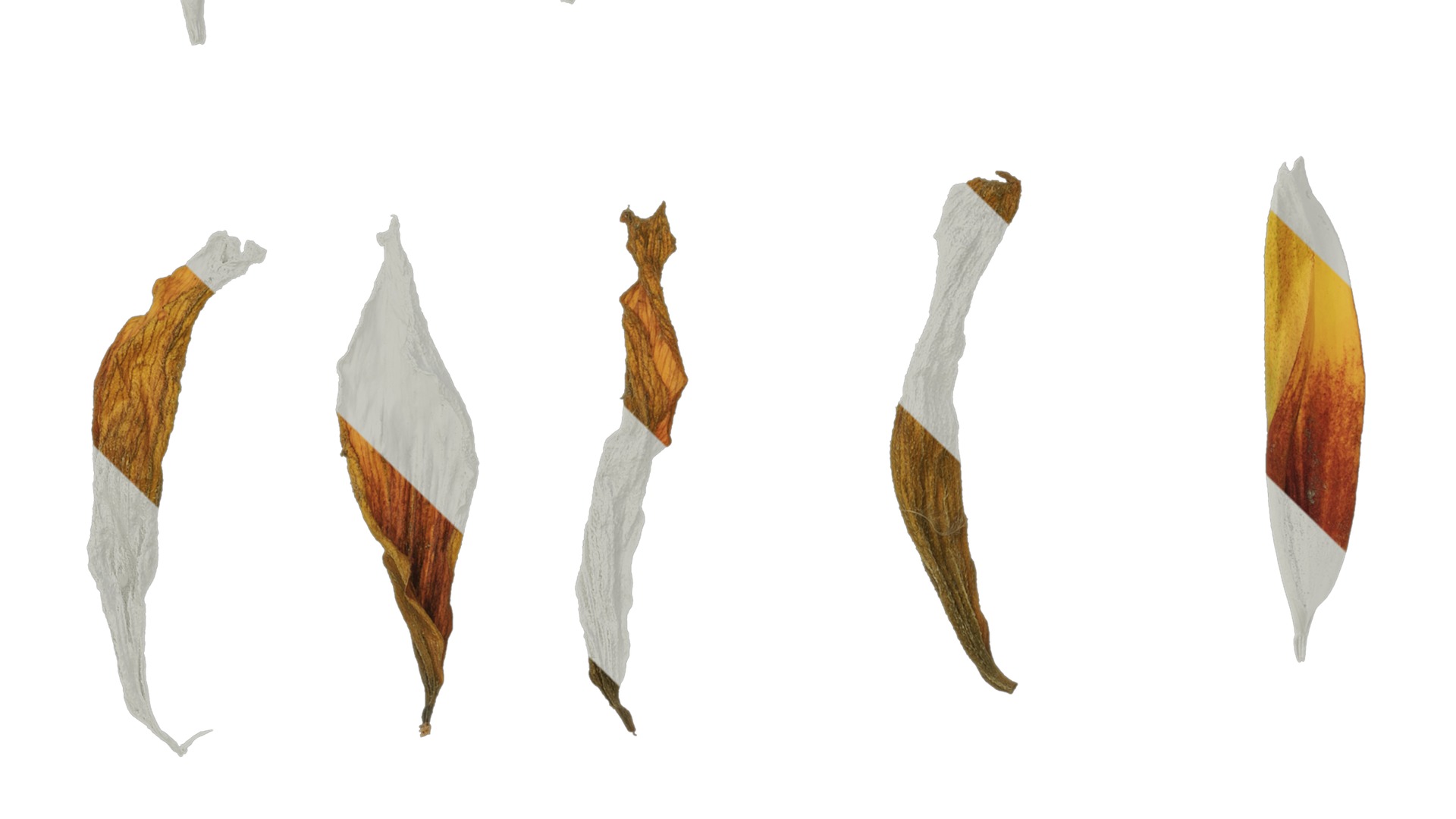 Anydrafts Gaillardia pulchella Flower 05 Texture_3