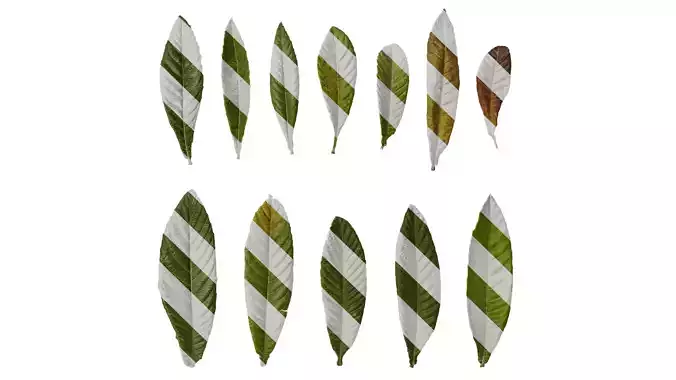 Anydrafts Eriobotrya japonica Leaf 03