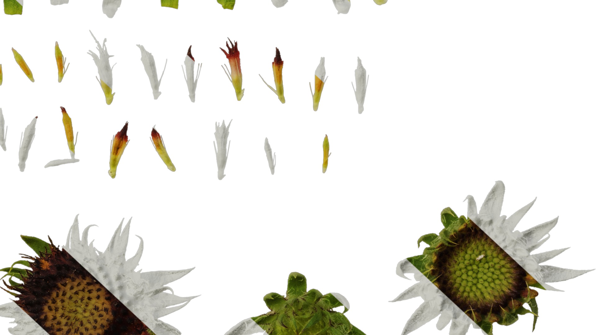 Anydrafts Gaillardia pulchella Flower 06 Texture_6