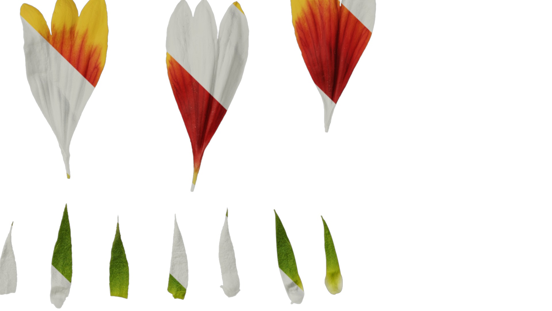 Anydrafts Gaillardia pulchella Flower 06 Texture_4