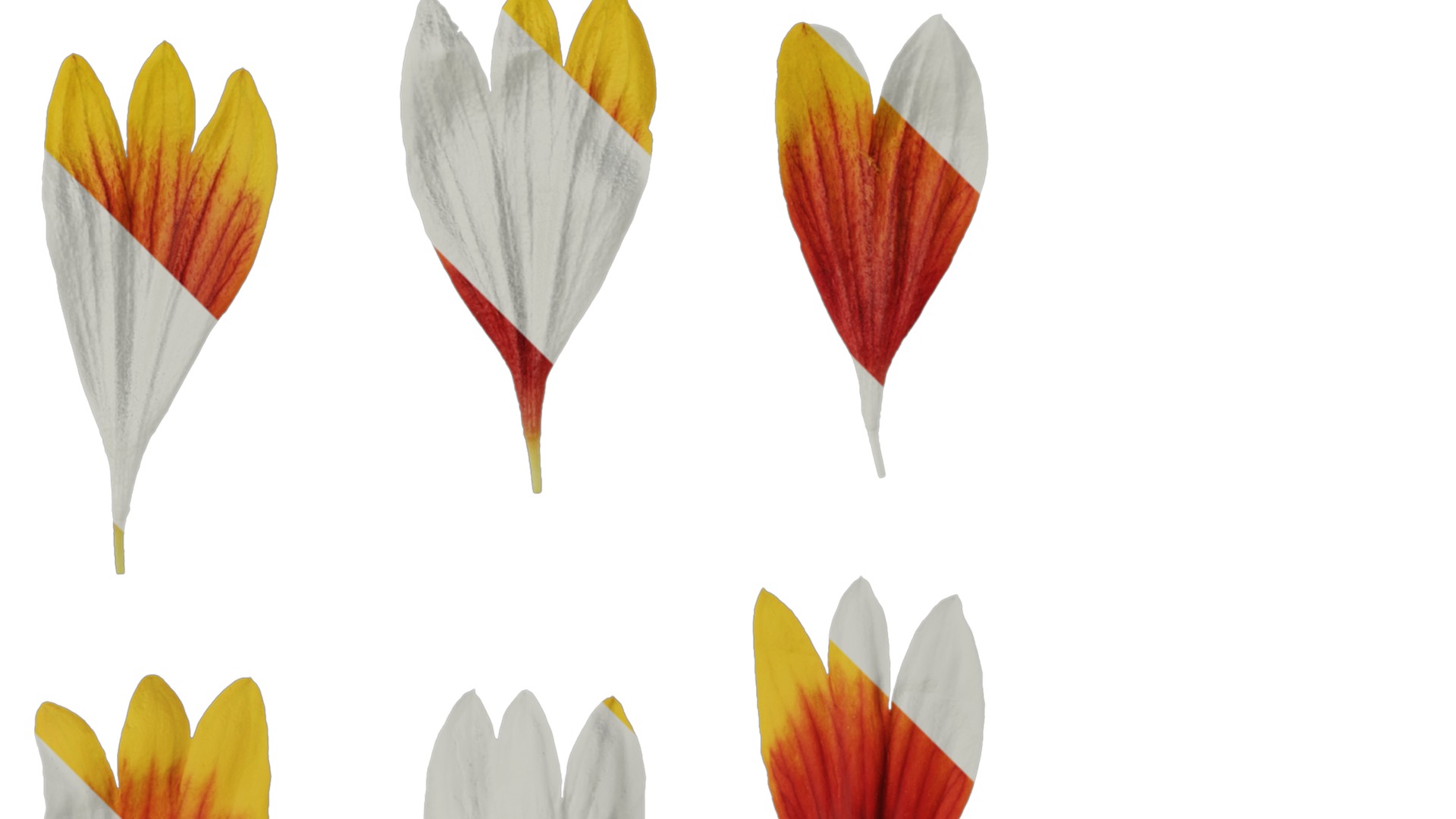 Anydrafts Gaillardia pulchella Flower 06 Texture_2