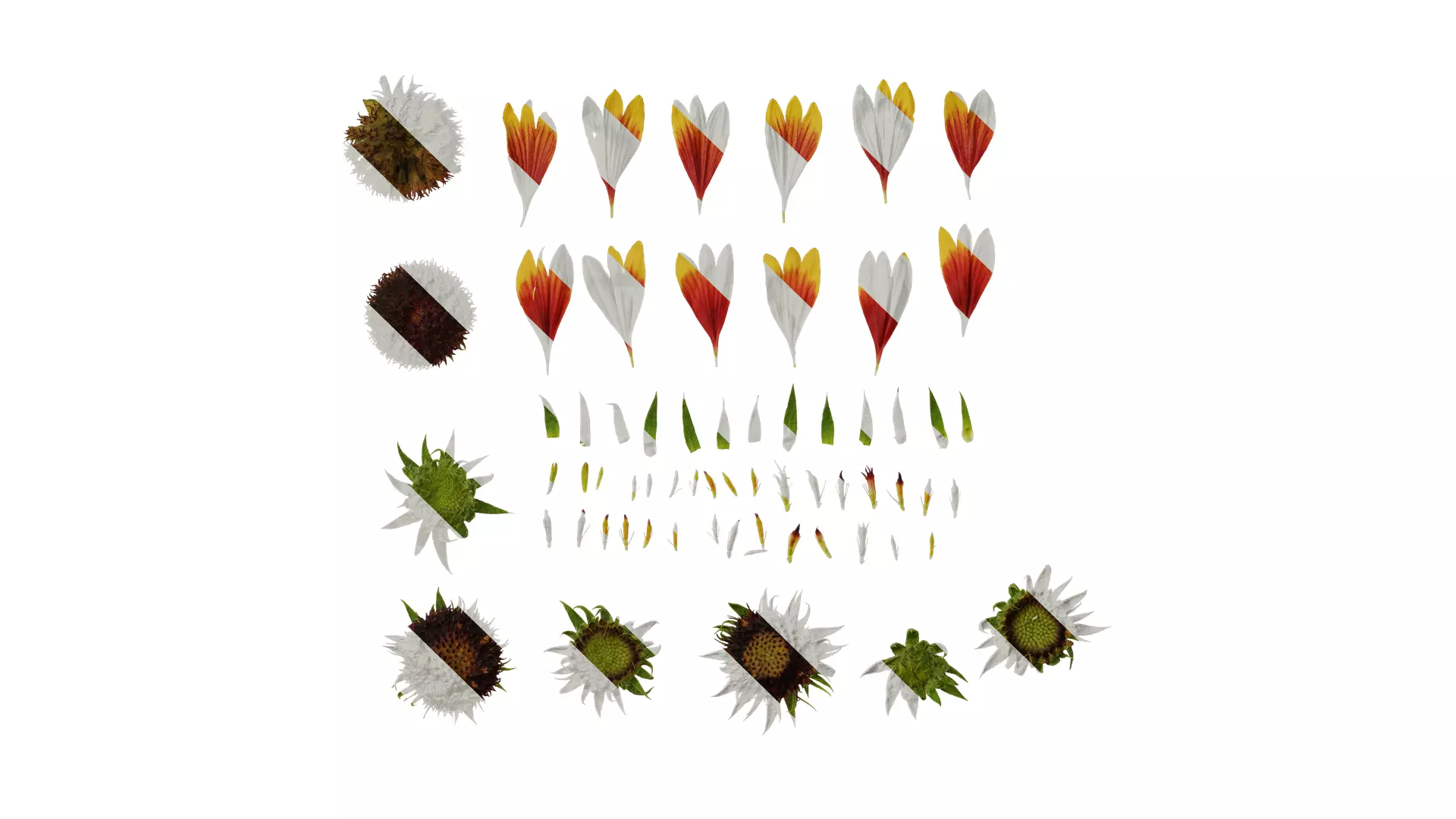 Anydrafts Gaillardia pulchella Flower 06 Texture_0