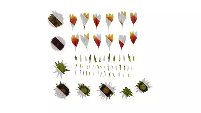 Anydrafts Gaillardia pulchella Flower 06