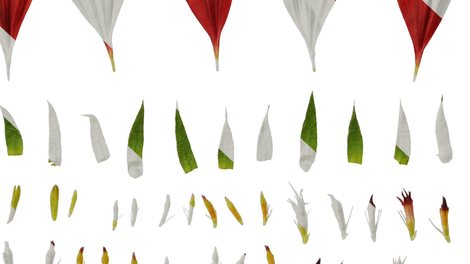 Anydrafts Gaillardia pulchella Flower 06 Texture_7