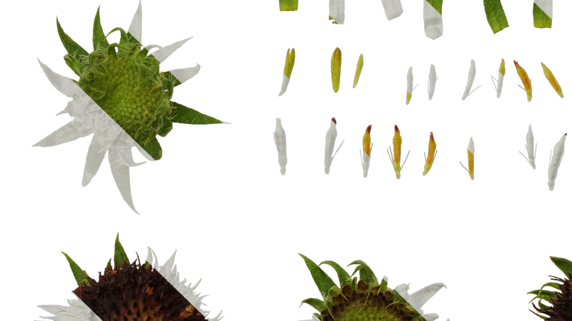 Anydrafts Gaillardia pulchella Flower 06 Texture_5