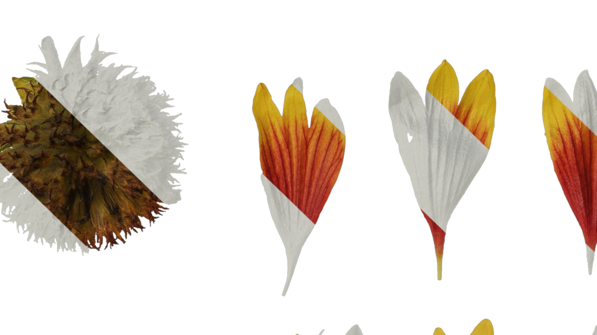 Anydrafts Gaillardia pulchella Flower 06 Texture_1