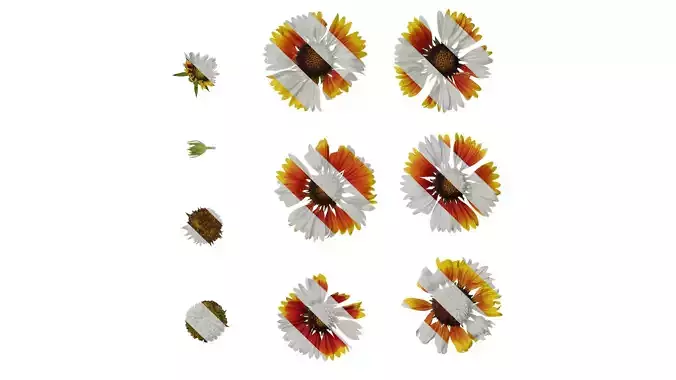 Anydrafts Gaillardia pulchella Flower 07