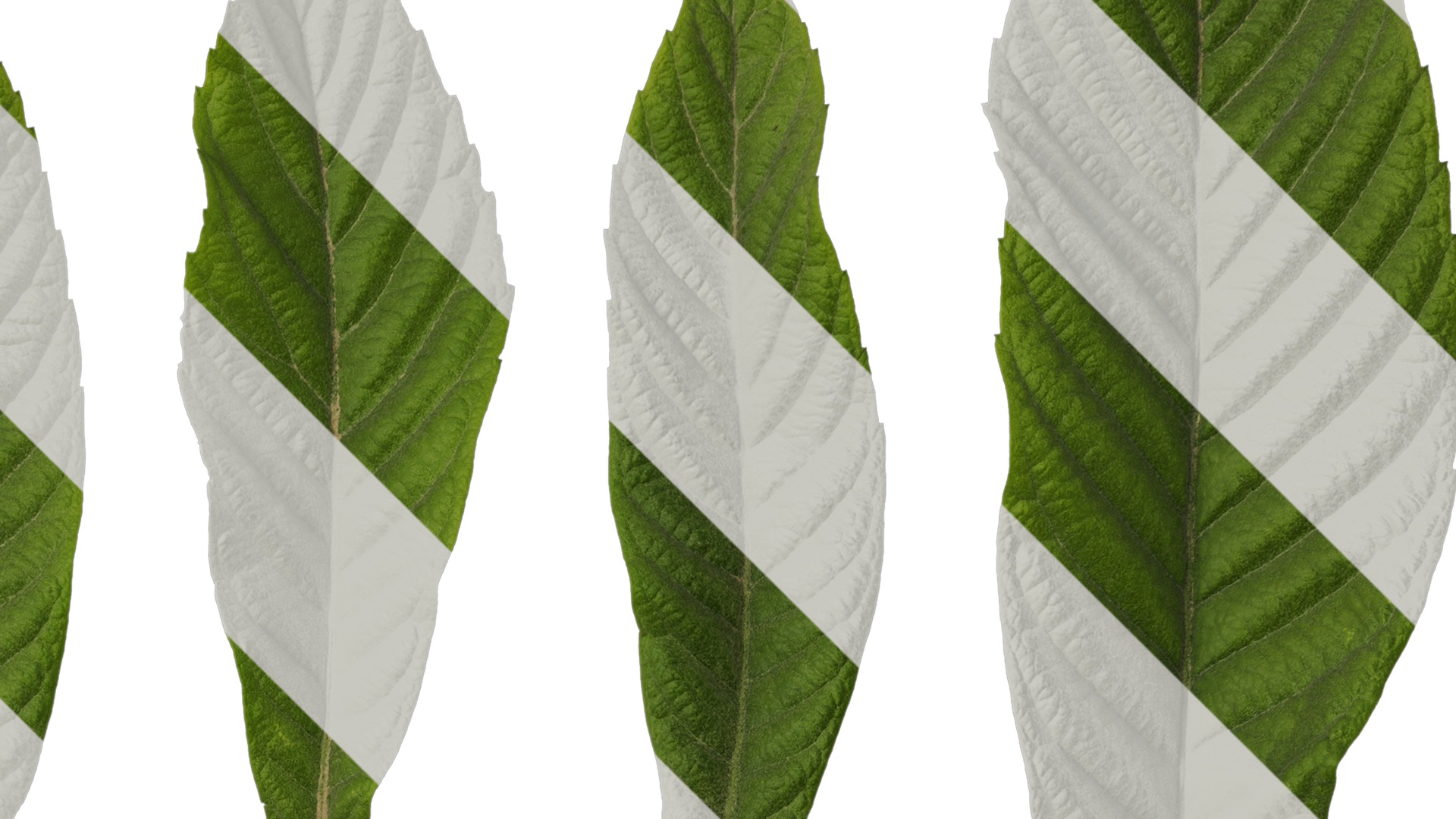 Anydrafts Eriobotrya japonica Leaf 04 Texture_2