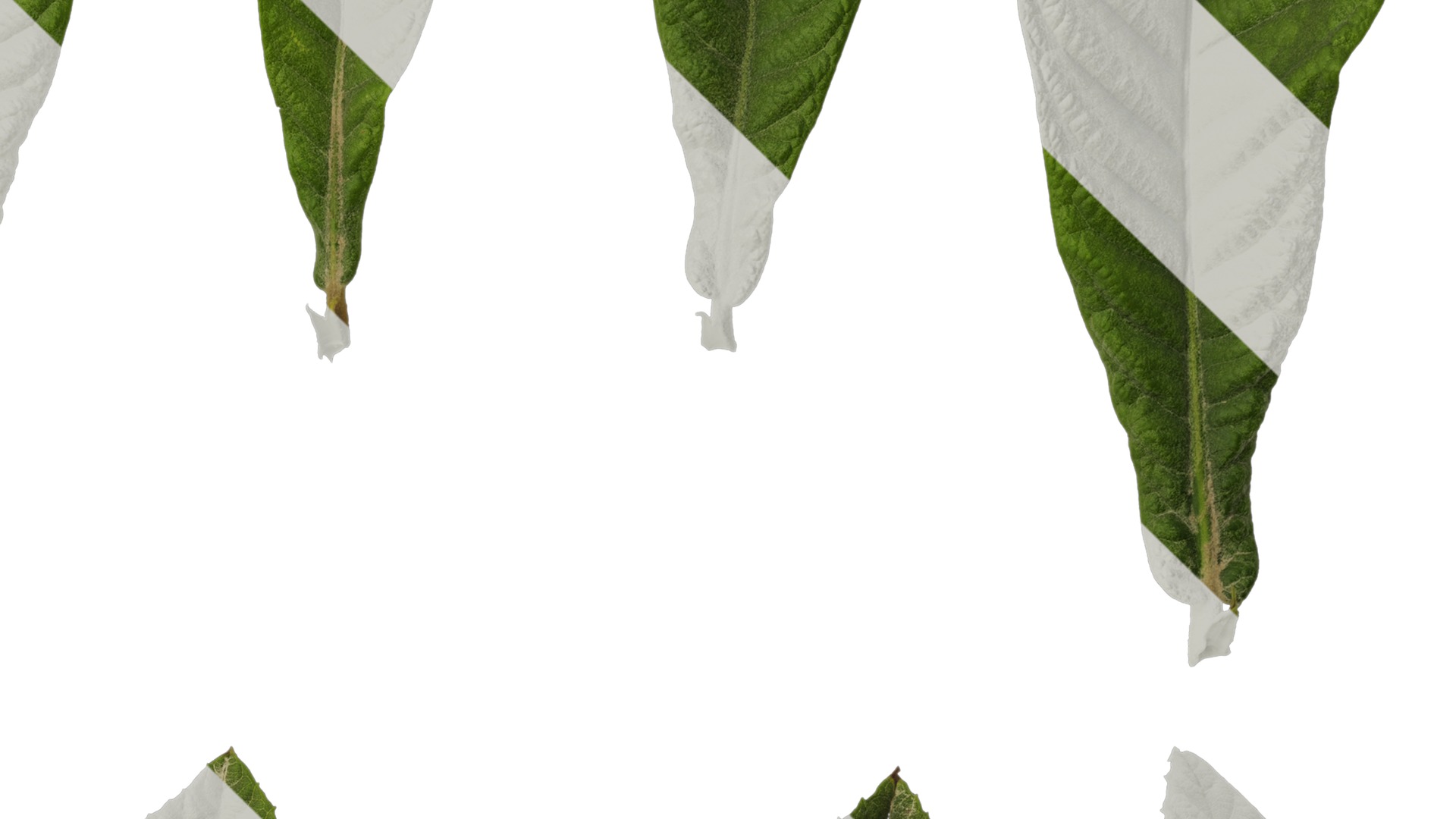 Anydrafts Eriobotrya japonica Leaf 04 Texture_4