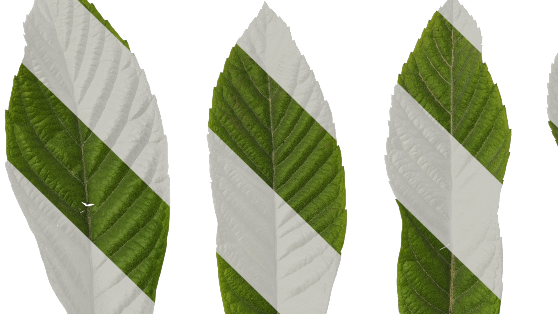 Anydrafts Eriobotrya japonica Leaf 04 Texture_1