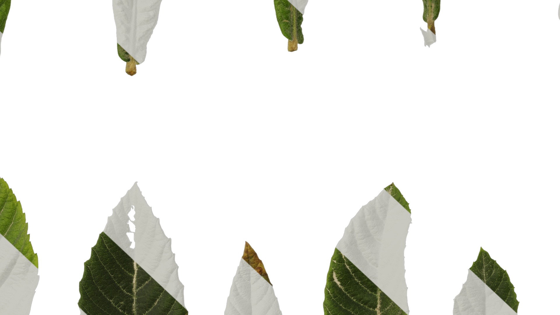 Anydrafts Eriobotrya japonica Leaf 04 Texture_7