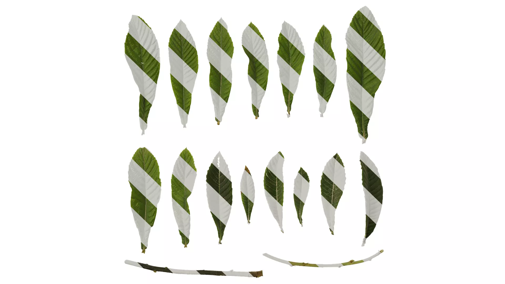 Anydrafts Eriobotrya japonica Leaf 04 Texture_0