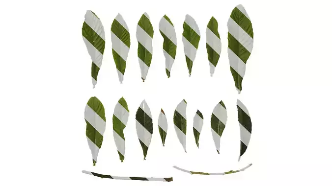 Anydrafts Eriobotrya japonica Leaf 04