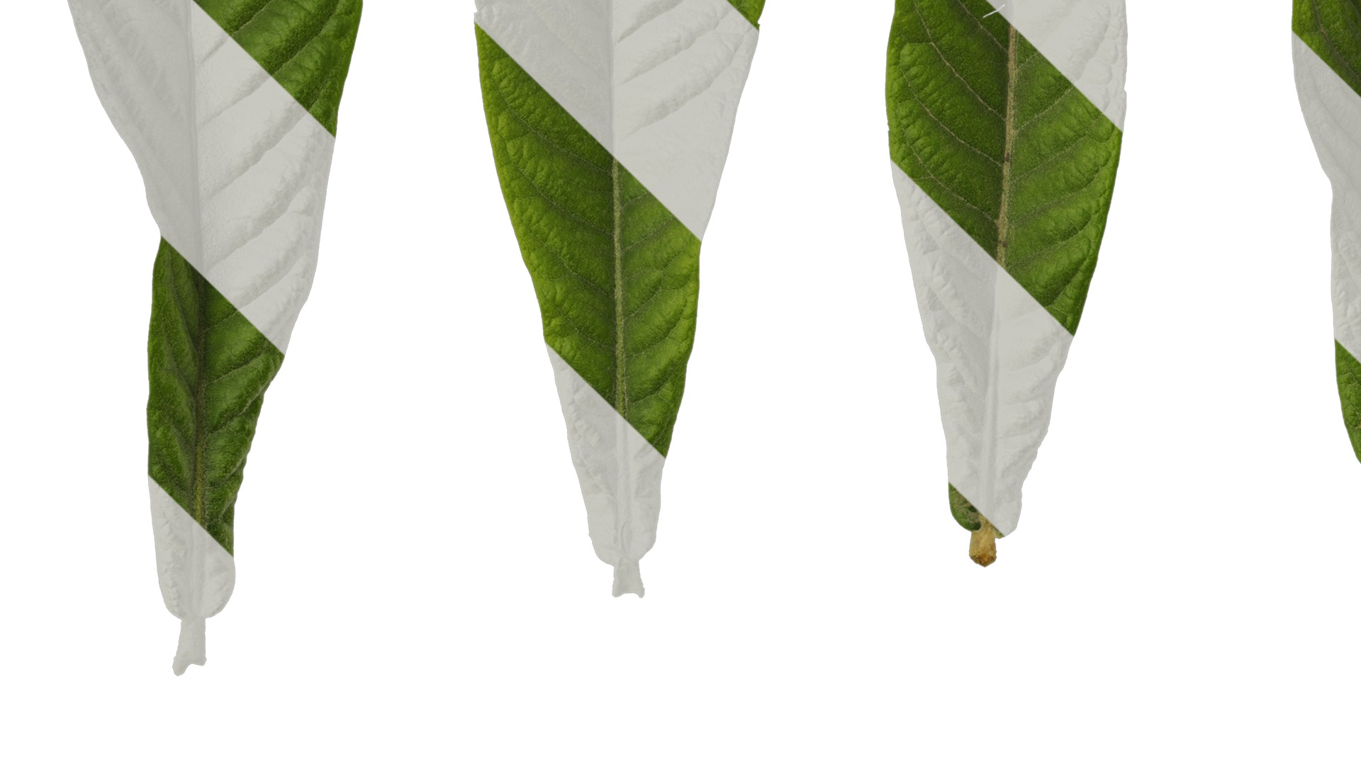 Anydrafts Eriobotrya japonica Leaf 04 Texture_3