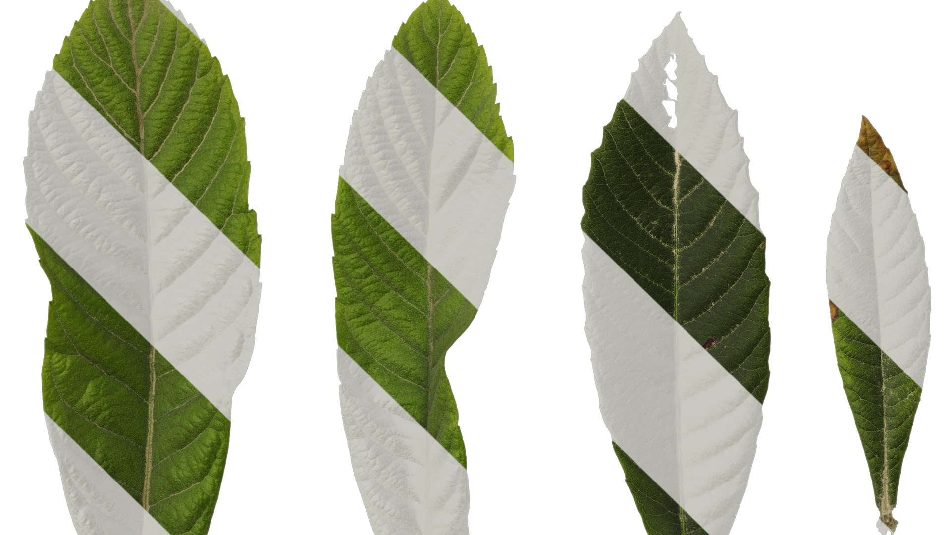 Anydrafts Eriobotrya japonica Leaf 04 Texture_5