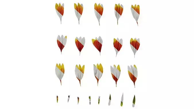 Anydrafts Gaillardia pulchella Flower 08